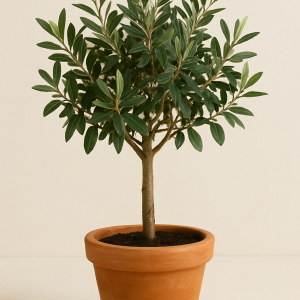 Olivo en maceta de terracota